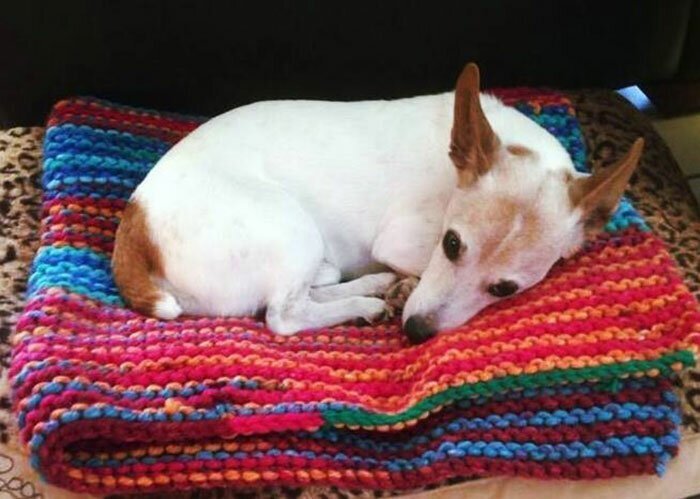 89-Year-Old Woman Has Knitted 450 Blankets For Shelter Dogs
