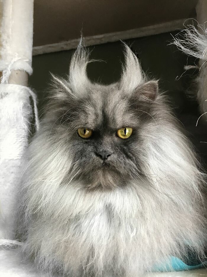 This Cat Has A Good Hair Day Every Day