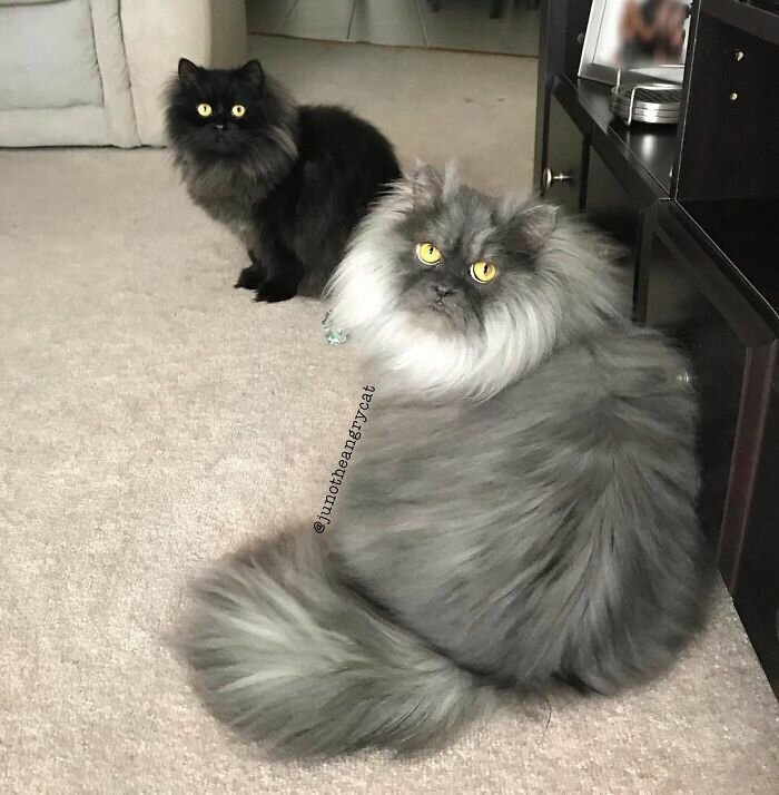 This Cat Has A Good Hair Day Every Day