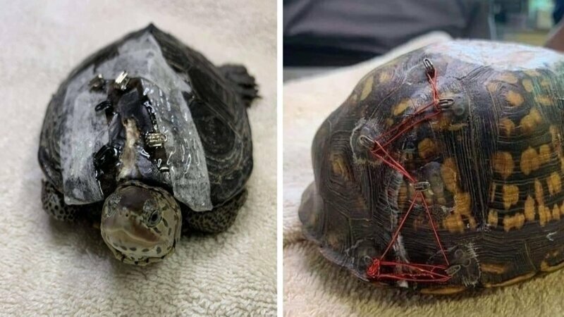 People Are Donating Their Old Bra Fasteners To Wildlife Organization That Uses Them To Save Turtles