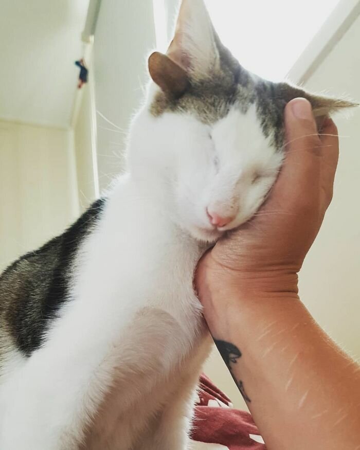 Rescue Kitty With 4 Ears And One Eye Escapes Misery After Finding His Forever Home
