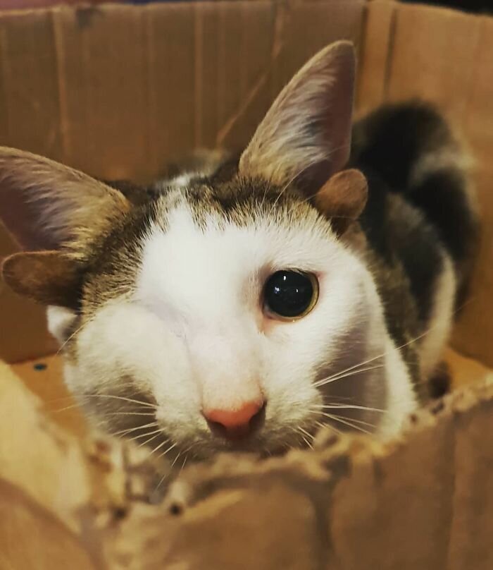 Rescue Kitty With 4 Ears And One Eye Escapes Misery After Finding His Forever Home