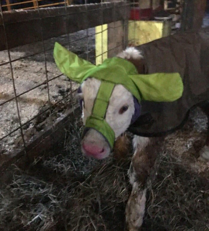 Turns Out, Farmers Are Protecting Their Calves From Frostbite With Earmuffs, And It’s Too Cute