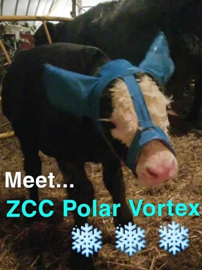 Turns Out, Farmers Are Protecting Their Calves From Frostbite With Earmuffs, And It’s Too Cute