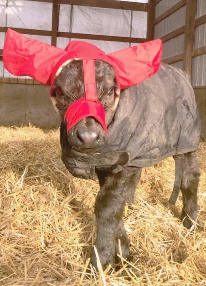 Turns Out, Farmers Are Protecting Their Calves From Frostbite With Earmuffs, And It’s Too Cute