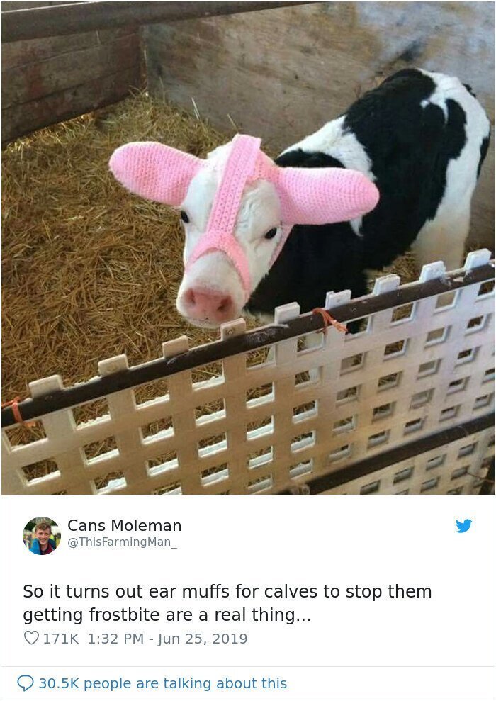 Turns Out, Farmers Are Protecting Their Calves From Frostbite With Earmuffs, And It’s Too Cute