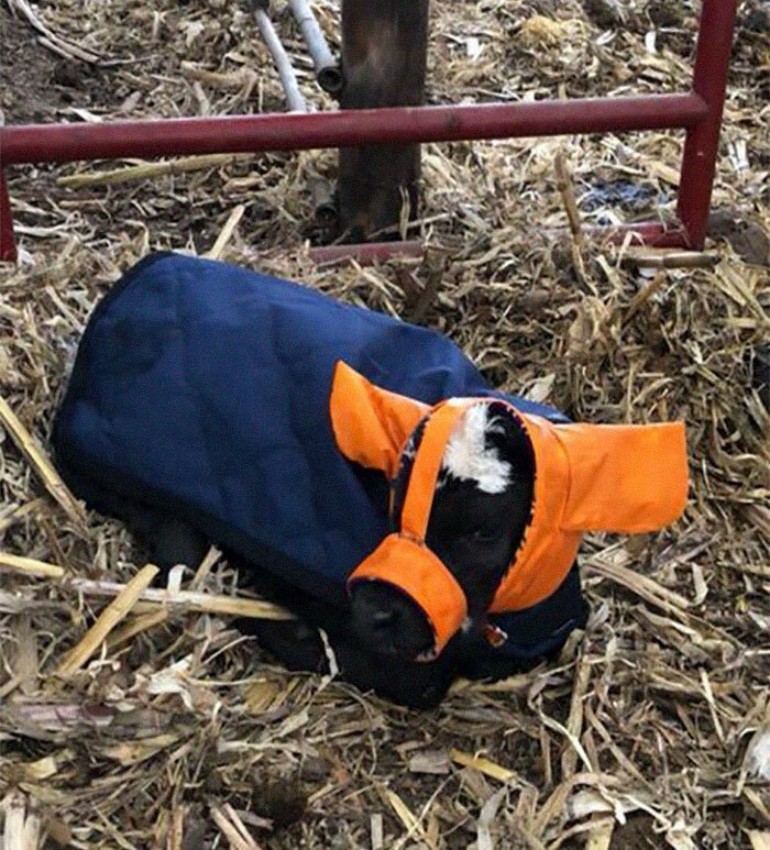 Turns Out, Farmers Are Protecting Their Calves From Frostbite With Earmuffs, And It’s Too Cute