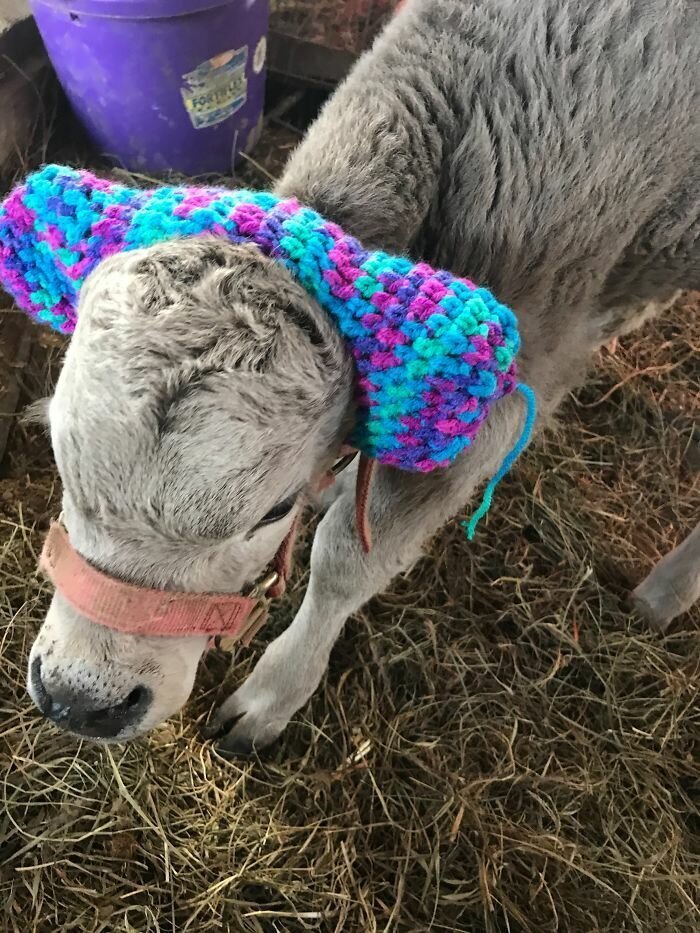 Turns Out, Farmers Are Protecting Their Calves From Frostbite With Earmuffs, And It’s Too Cute