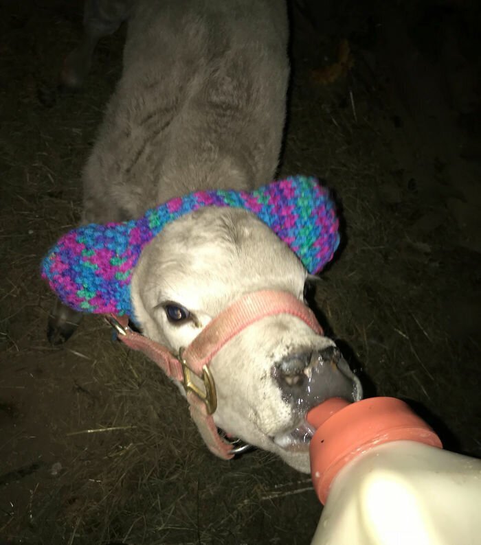 Turns Out, Farmers Are Protecting Their Calves From Frostbite With Earmuffs, And It’s Too Cute