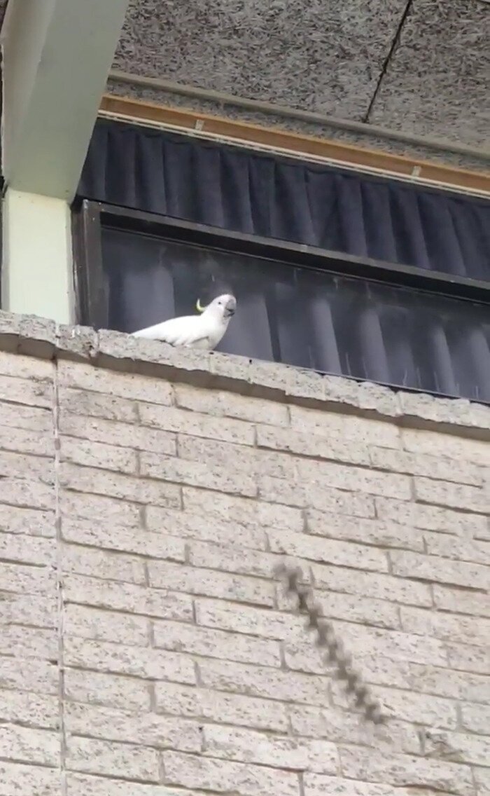 Isaac Sherring-Tito from Australia spotted it on a building in Katoomba, destroying a spiky anti-bird setup