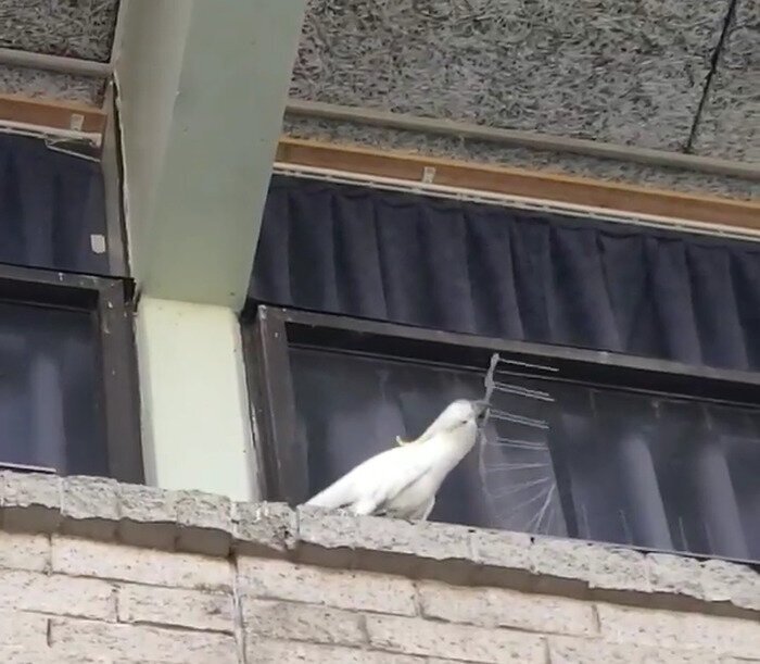 This cockatoo is living proof that punks are not dead