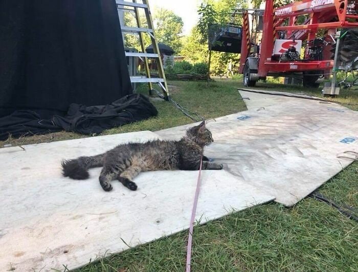 Stephen King’s Pet Sematary Remake Had Cats From Shelters Who Were Trained To Become Cat Actors