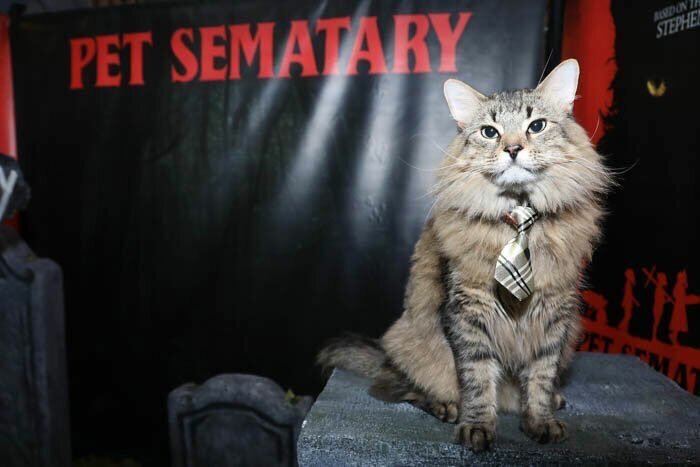 Stephen King’s Pet Sematary Remake Had Cats From Shelters Who Were Trained To Become Cat Actors