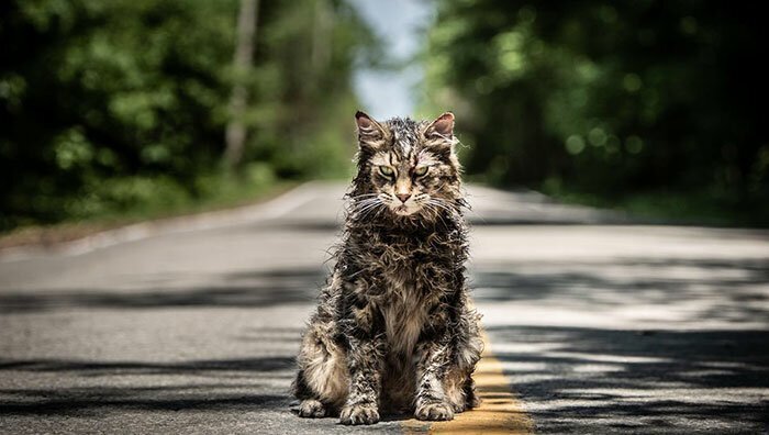 After watching the new remake of Pet Sematary, some people were amazed by the feline star, Church