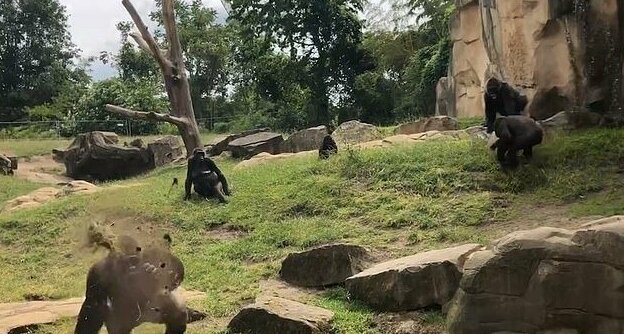 The tufts of earth appear to miss the onlookers who step away or duck down, including the person filming the moment. Onlookers gasped in shock as some nervously laughed