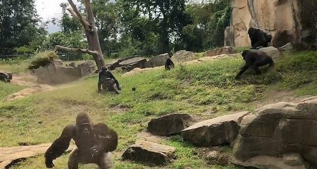 Tourists at a German zoo watched a band of gorillas from the safety of a high observation platform separated by a moat