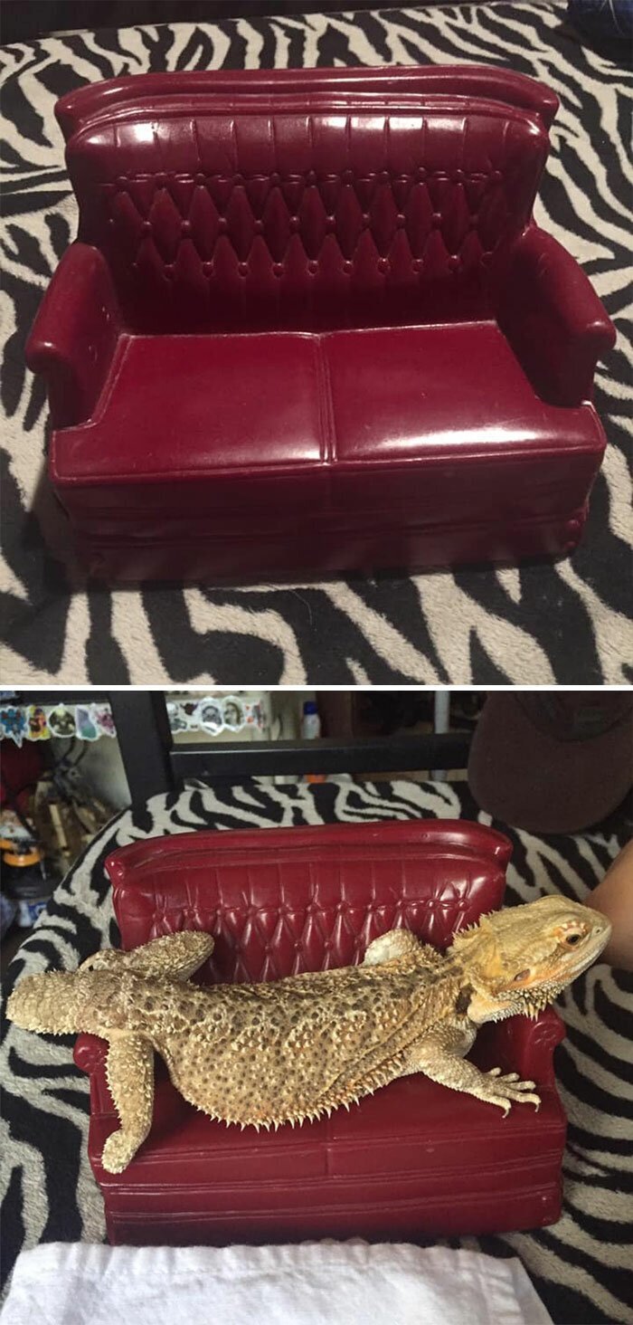 #12 I Found This Cute Little Love Seat At My Favorite Thrift Store Thinking It Would Be The Perfect Size For My Lizard I Bought It And He Actually Loves It