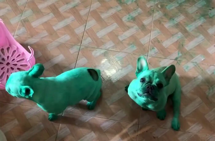 The dogs didn’t seem to be bothered by the fact that they suddenly turned green