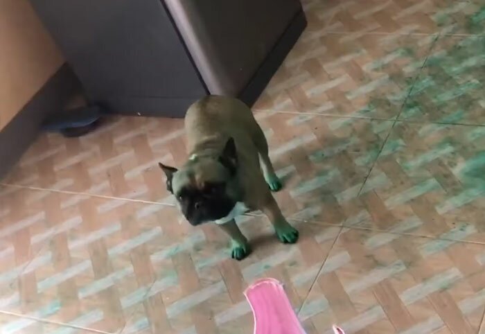 Two French Bulldogs Who Accidentally Cover Themselves In Green Become Viral