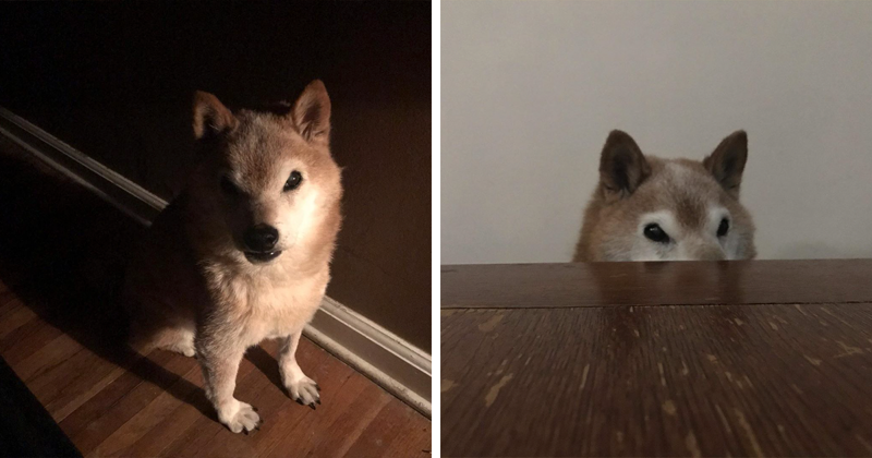 This Shiba Inu Always Looks Grumpy And People Are In Love