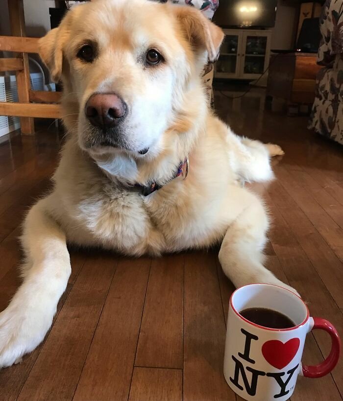 Heartless Owner Demands Overweight Retriever Be Put Down, Vet Finds Him A New Loving Home