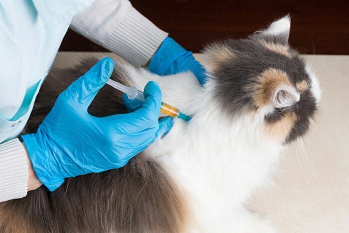 New ‘Vaccine’ For Cats Can Stop You From Being Allergic To Them, And It’s The Most Purrfect News