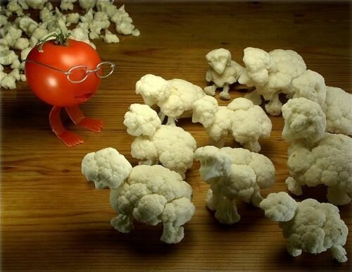 Creative Cauliflower Sheep