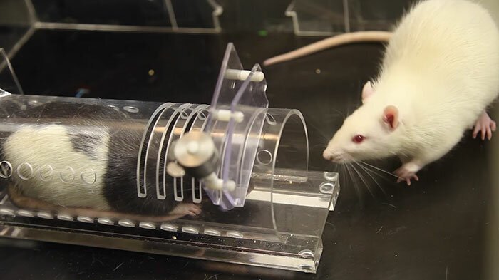 Research Shows That Rats Show Empathy, But Are Selective Regarding Fur Color
