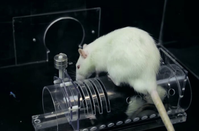 Research Shows That Rats Show Empathy, But Are Selective Regarding Fur Color