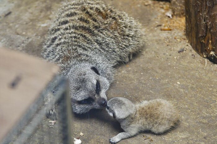 Japanese Photographer Captures A Shy-At-First Baby Meerkat And Its Family In 23 Pics