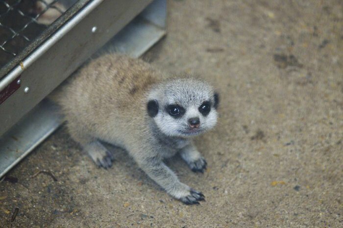 Japanese Photographer Captures A Shy-At-First Baby Meerkat And Its Family In 23 Pics