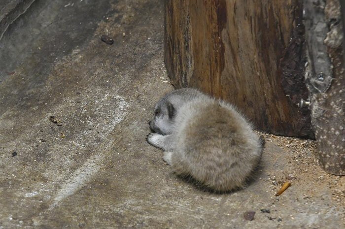 Japanese Photographer Captures A Shy-At-First Baby Meerkat And Its Family In 23 Pics