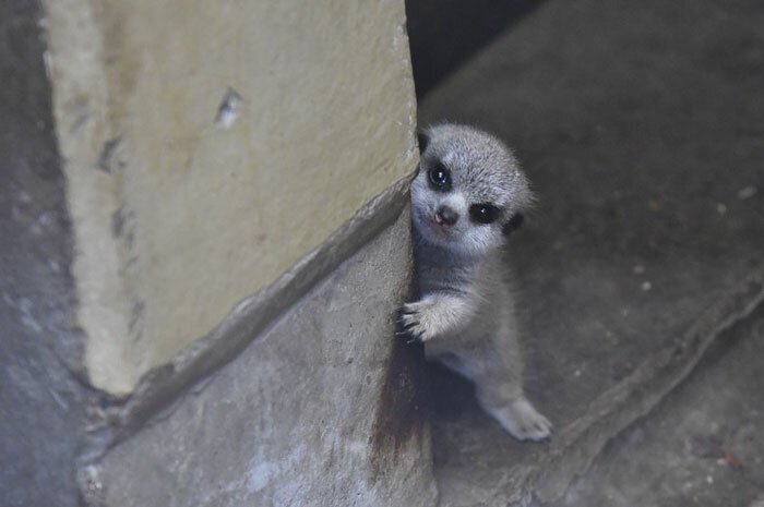 Japanese Photographer Captures A Shy-At-First Baby Meerkat And Its Family In 23 Pics