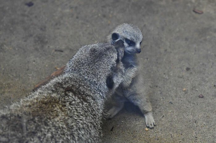 Japanese Photographer Captures A Shy-At-First Baby Meerkat And Its Family In 23 Pics