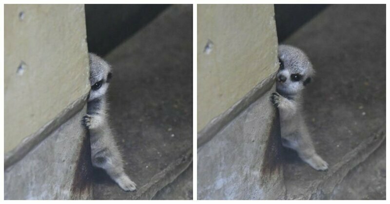 Japanese Photographer Captures A Shy-At-First Baby Meerkat And Its Family In 23 Pics