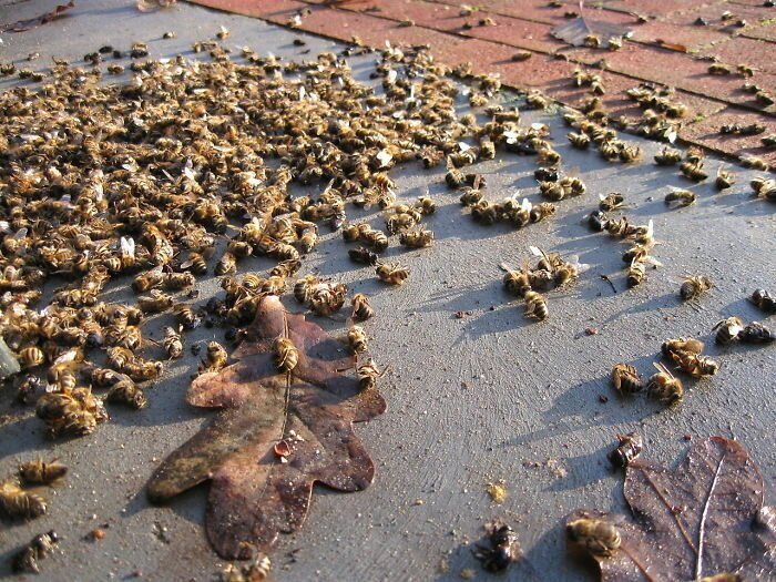 500 Million Bees Have Already Died In Brazil Within Three Months