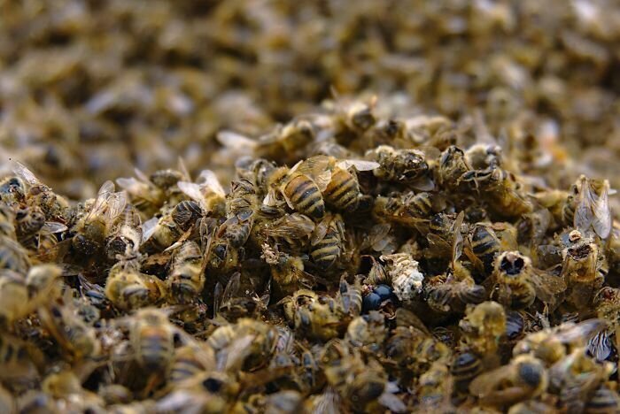 500 Million Bees Have Already Died In Brazil Within Three Months