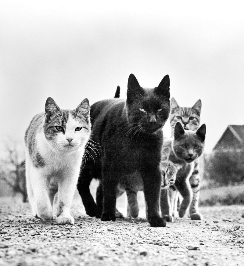 “The Cat Whisperer”: Walter Chandoha, The Photographer Who Popularized Cat Pictures