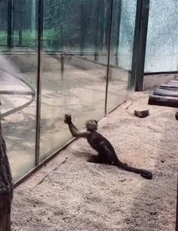 Zoo’s Visitor Sees Monkey Sharpening A Rock, Later It Uses It To Shatter Its Glass Enclosure