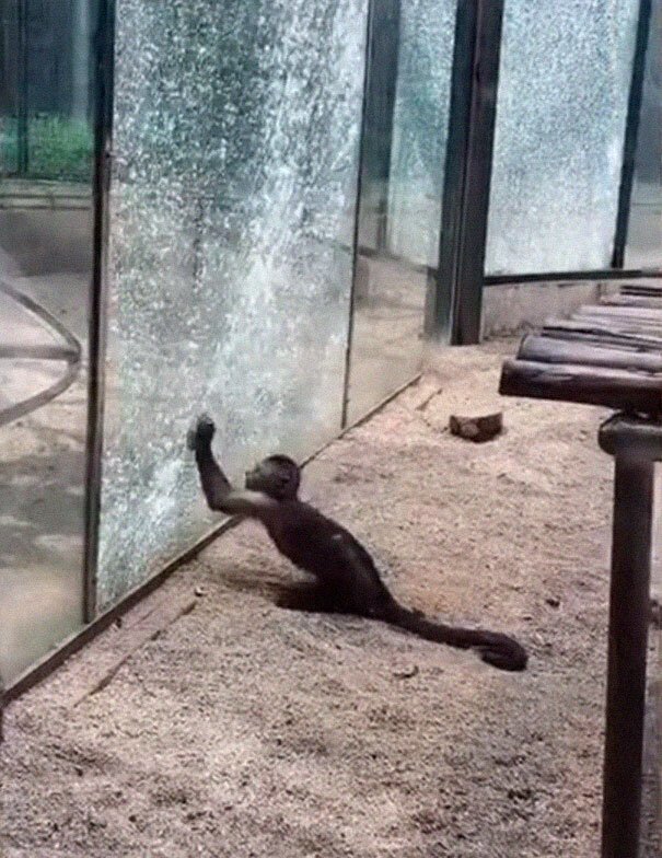 Zoo’s Visitor Sees Monkey Sharpening A Rock, Later It Uses It To Shatter Its Glass Enclosure