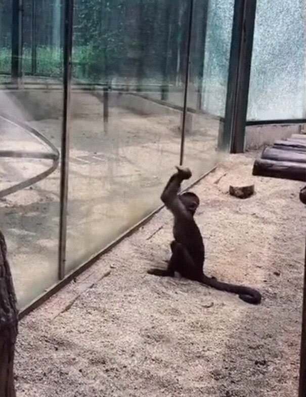 Zoo’s Visitor Sees Monkey Sharpening A Rock, Later It Uses It To Shatter Its Glass Enclosure