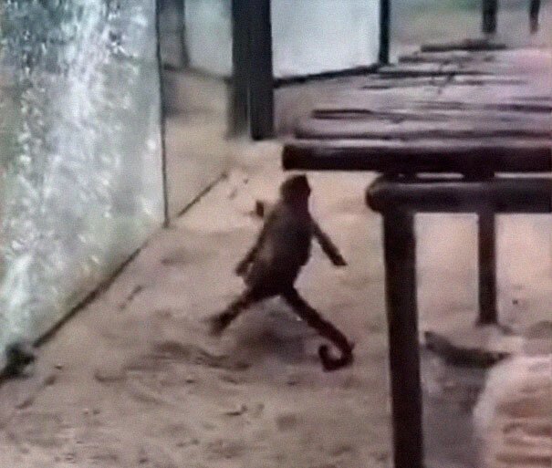 Zoo’s Visitor Sees Monkey Sharpening A Rock, Later It Uses It To Shatter Its Glass Enclosure