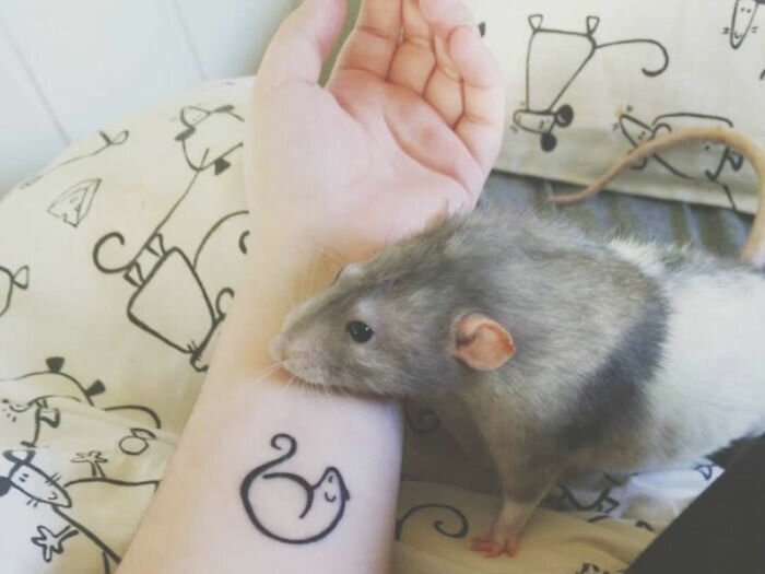 If You Haven’t Smiled Today, Meet Darius, The Rat Who Was Taught To Paint