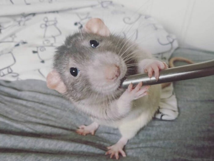 If You Haven’t Smiled Today, Meet Darius, The Rat Who Was Taught To Paint