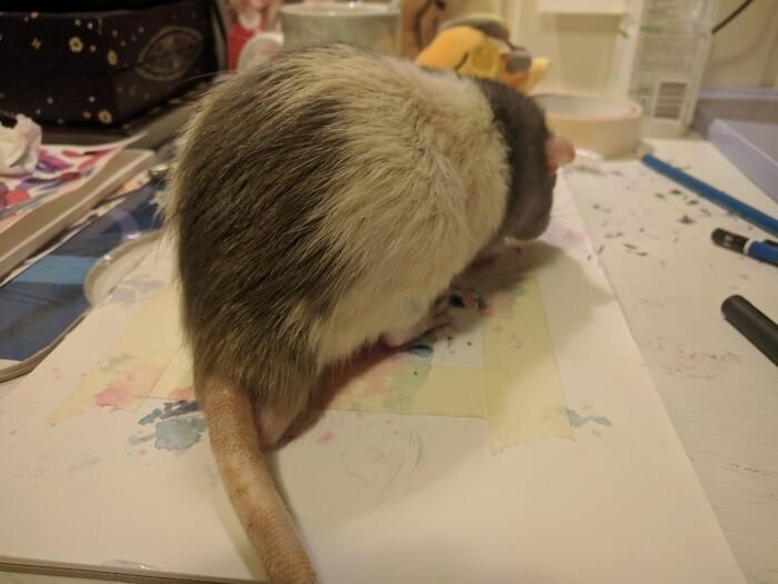 If You Haven’t Smiled Today, Meet Darius, The Rat Who Was Taught To Paint