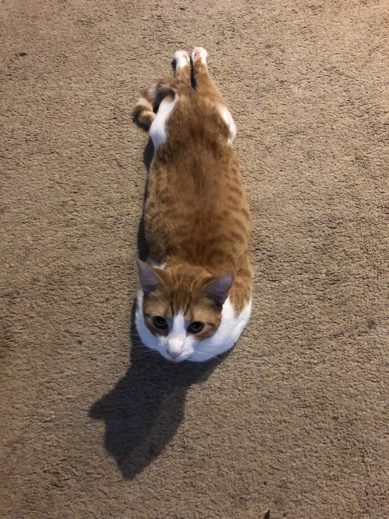 16. They sploot.