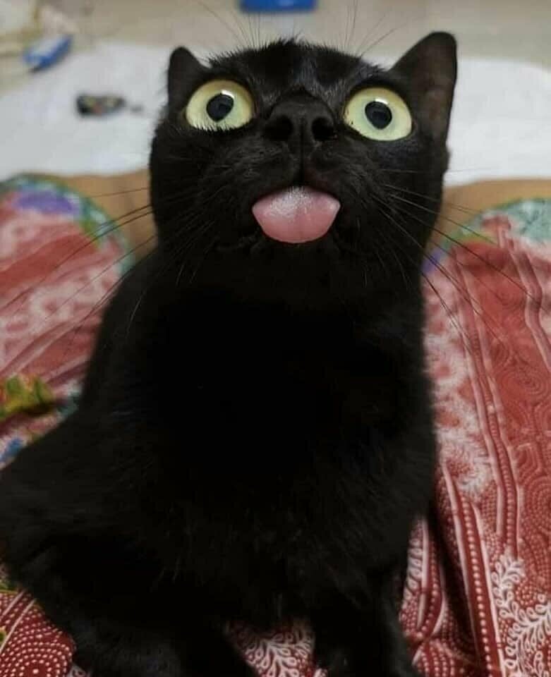 17. They blep.
