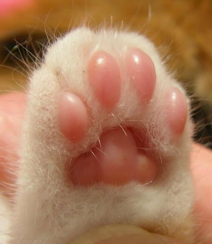 4. And they have beans for toes...