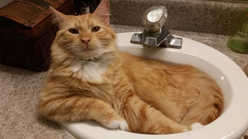 20. For whatever reason, they all love sinks. Every single one of them!