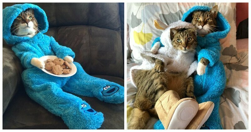 Meet Joey: The Cookie Monster Onesie Wearing Cat